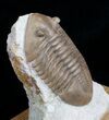 Asaphus Lepidurus Trilobite On Oak Stand #4043-3